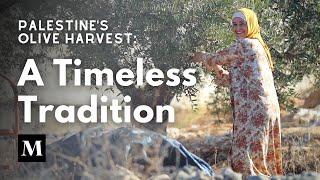 Palestine’s Olive Harvest: A Timeless Tradition