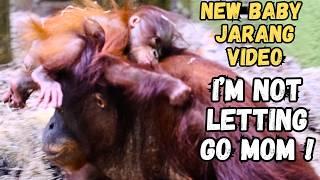 Unbelievable: Baby Orangutan Clings To Mom's Head, Refuses To Let Go!