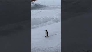 First penguin spotted!!