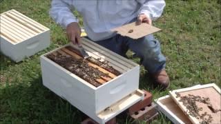 Bee Inspection one week after in installing NUC (full)