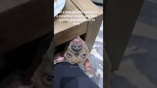 #74 Funniest Cats And Dogs videos  #funny #animals #cuteanimals