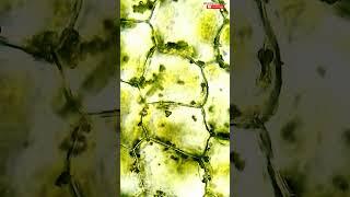 Plant cells under Microscope  #biologyexams4u