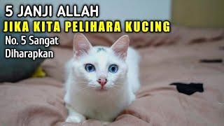 5 Janji Allah Bagi Yang Suka Memelihara Kucing | No. 5 Paling Diharapkan