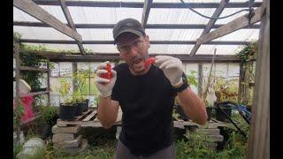 Harvesting Swanky Hot Peppers