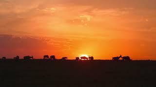 Wildebeest and Topis at sunset in the Masai Mara savannah Beautiful backlight when the sun goes down