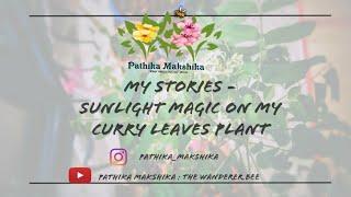 My Stories - Sunlight Magic On My Curry Leaves Plant