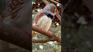 Suara Zebra Finch | Kicauan Burung Jantan | Burung Kandang