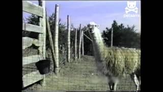 Petsami Top 5: Spitting Llamas