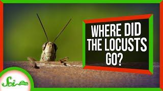 How Farmers Accidentally Killed Off North America's Locusts