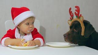 Cutest Moment! Dog Wants More Christmas Cake!