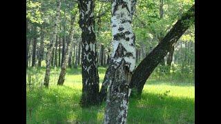 Утренняя прогулка по Лесу и Речки.