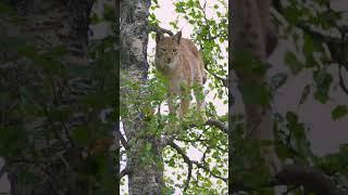 "Prowling with the Lynx: A Wildlife Adventure" #shorts #lynx #60secknowledge