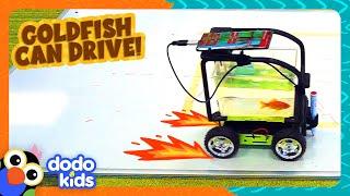 Goldfish Drives Robot Car | Dodo Kids | Animal Videos