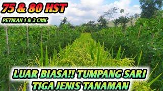 LUAR BIASA  !!! TUMPANG SARI CABE RAWIT CMK PLUS PADI JADI SATU PETIKAN KE 1 & 2 - USIA 75 & 80 HST