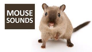 MOUSE SOUNDS for Cats | 5 Mice Squeaking Sound Effect HD