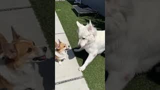 The face of instant regret. #shorts #corgi #whiteswissshepherd #dogs