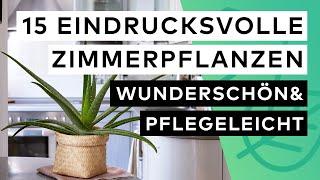 15 Eindrucksvolle Zimmerpflanzen 🪴