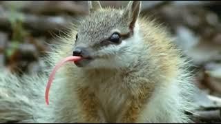 The Numbat