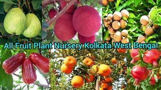 Green Garden Nursery | fruit plant nursery | fruit Tree Nursery Kolkata West Bengal