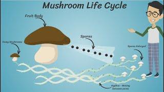 Fungi for Kids #sciencefacts #fungi #kidslearning #sciencefacttoon