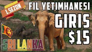 #S1B3 Fil Yetimhanesi'ne gittik #SriLanka #Asia | Seyahat & Tatil Vlog