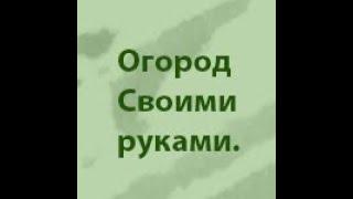 ЛЕЖКИЕ СОРТА ТОМАТОВ. СОРТА ДЛЯ ДЛИТЕЛЬНОГО ХРАНЕНИЯ. ЛУЧШИЕ СОРТА ТОМАТОВ. РЕКОМЕНДАЦИИ САДОВОДОВ️