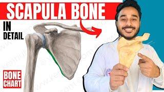 scapula bone anatomy 3d | anatomy of scapula bone attachments anatomy | bones of upper limb