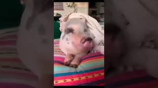 funny pig Funny animals #youtubeshorts #shorts #funnypig