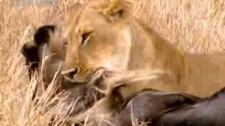 Lion vs wildebeest - BBC wildlife