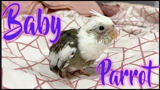 Бебе Корела, галене и гушкане / Baby Cockatiel scratching and cuddling