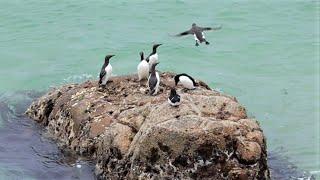 Guillemot Flying off Rock & Swimming in Sea with Razorbills, Great Saltee, Ireland