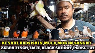 HARGA BURUNG JENIS FINCH DI PASAR BURUNG PRAMUKA HARI INI KIOS HAJI ABU TERBARU