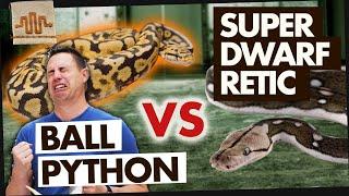 BALL PYTHONS ARE THE BEST PET REPTILE?? | SD vs. The World