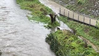 Sturm Regen in Wien - vor dem Hochwasser - Samstag 14.09.2024