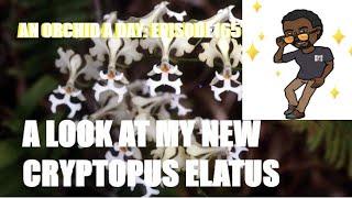 #NEWORCHID AN ORCHID A DAY : EPISODE 165  A LOOK AT CRYPTOPUS ELATUS