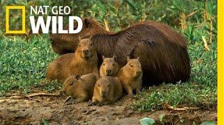 A Capybara Family's Day at Play | Deadly Game