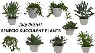 SENECIO || SENECIO SUCCULENT VARIETIES || BUY ONLINE SENECIO SUCCULENT PLANTS || सेनेसियो सकुलन्टस्