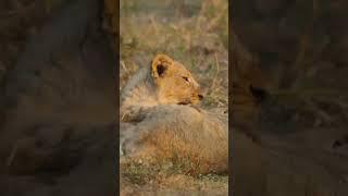 lion | king of the savannah as a cub  #animaldocumentary #naturedocumentary #lion #lioncubs