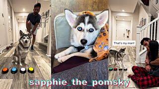 *BEST* Sapphie The Pomsky TikTok Compilation #1 | 