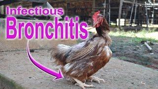 Infectious Bronchitis in Chickens, IB QX POULTRY DISEASES SYMPTOMS