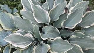 #сад #хосты #популярные /Самые большие популярные хосты ( лат.hosta) (L) в моём саду. Всё о хостах