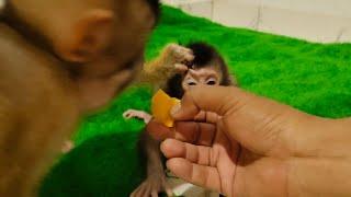 OMG⁉️The mobi is me-an and hitt-ing the new baby monkey
