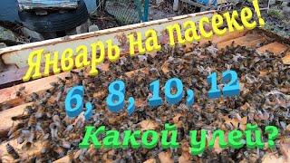  Какой УЛЕЙ лучше..?! 6 рамочники, 8 рамочники, 10 рамочники и 12 двух маточные улья!#пчеловодство1