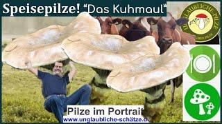 Der grosse Schmierling "Kuhmaul" Einsteiger Speisepilz im Pilz Portrait - August 2023