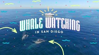 The Ultimate Whale Watching Tour - One Bright Idea