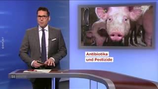Schweinemast Kritik von Greenpeace ORF Steiermark heute