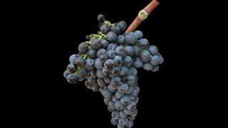 Bobal, The Spanish Red Wine Grape varietal of the day # 19