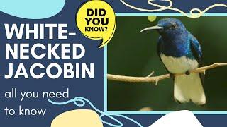 White-necked Jacobin facts  ranges from Mexico  south to Peru, Bolivia south Brazil 