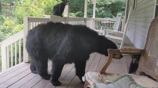 Bear Cubs, meet Biggie - Gatekeeper Cat