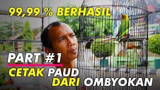 Cara Cetak Lovebird Paud Dari Ombyokan Biar Cepet Gacor di Gantangan | Part #1